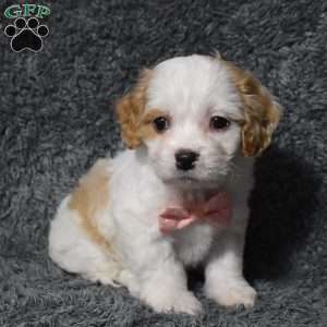 Holly, Cavachon Puppy